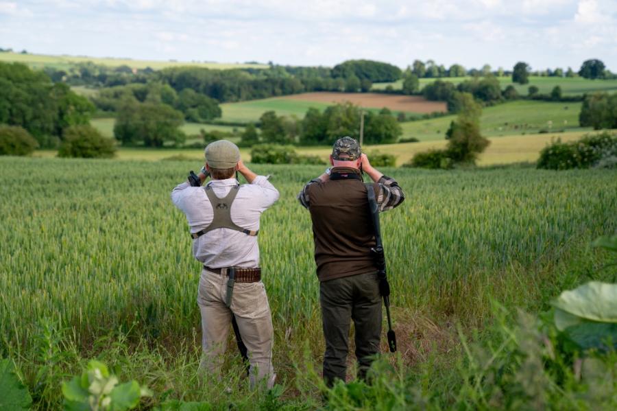 English Roe Buck Stalking