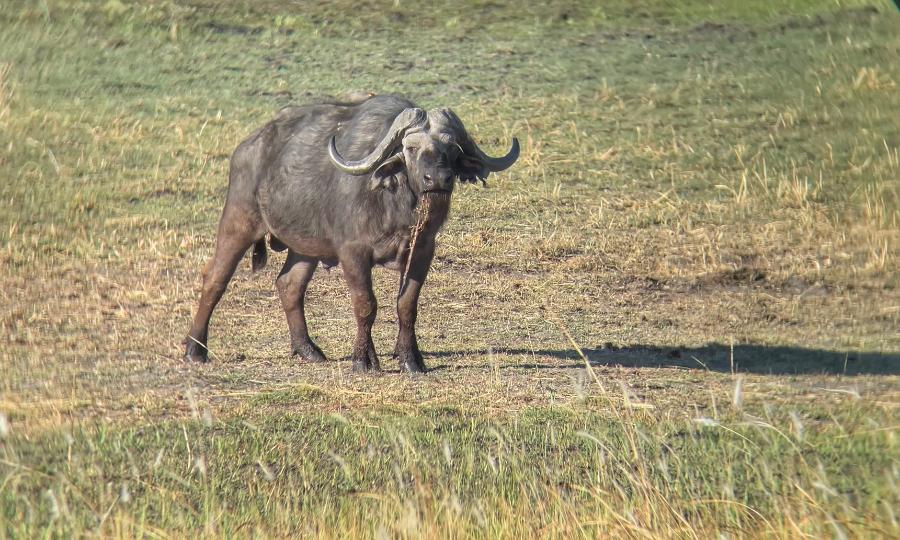 Okavango Buffalo