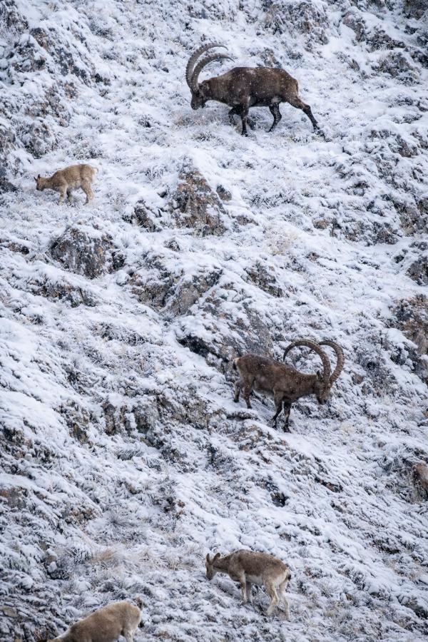 Mid Asian Ibex