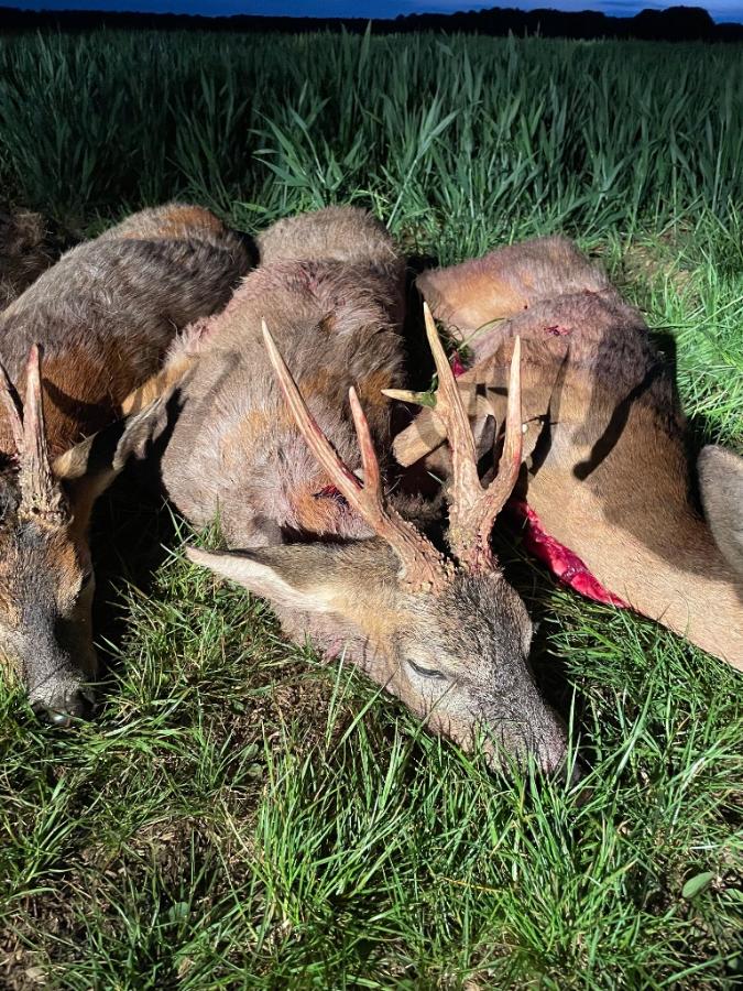 English Roe Buck Stalking