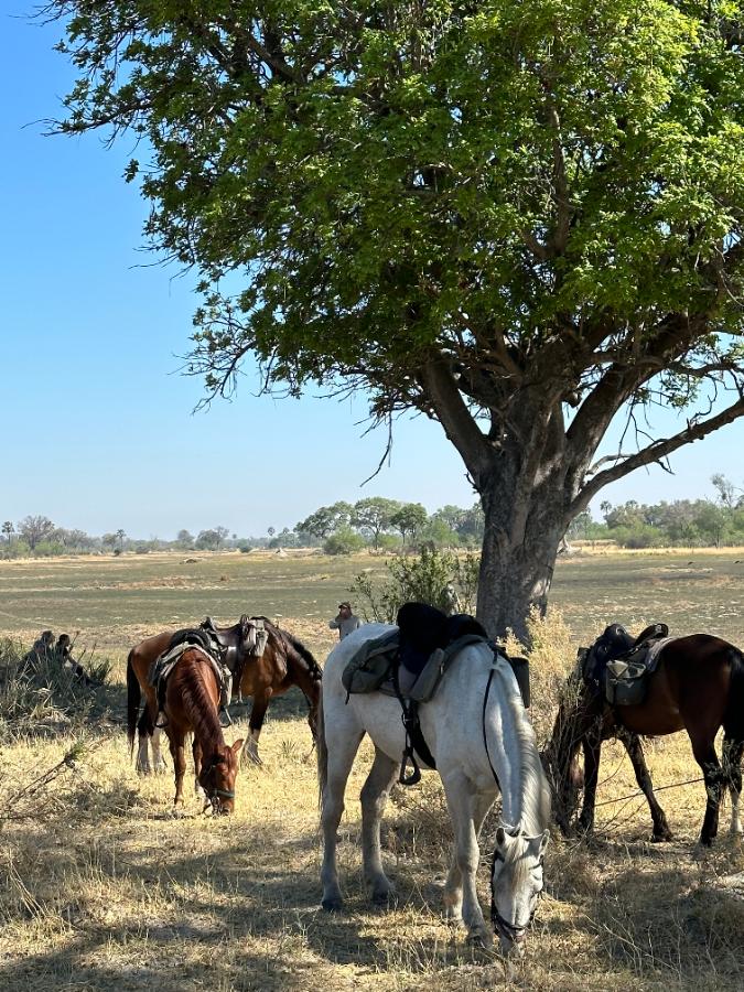 Horse Back Okavanga Delta Safari