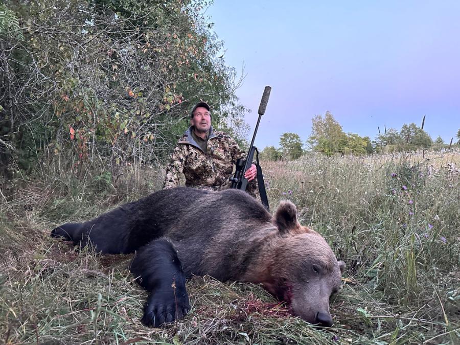 European Brown Bear hunting