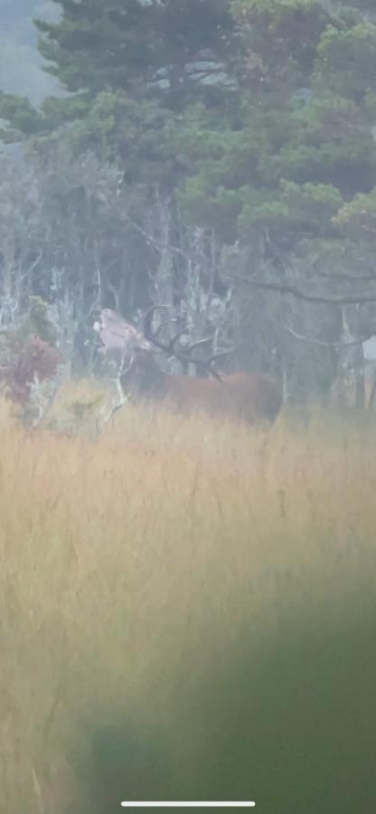 Estonian Red Stag Rut
