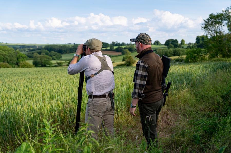 English Roe Buck Stalking
