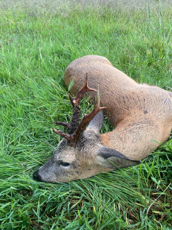 English Roe Buck Stalking