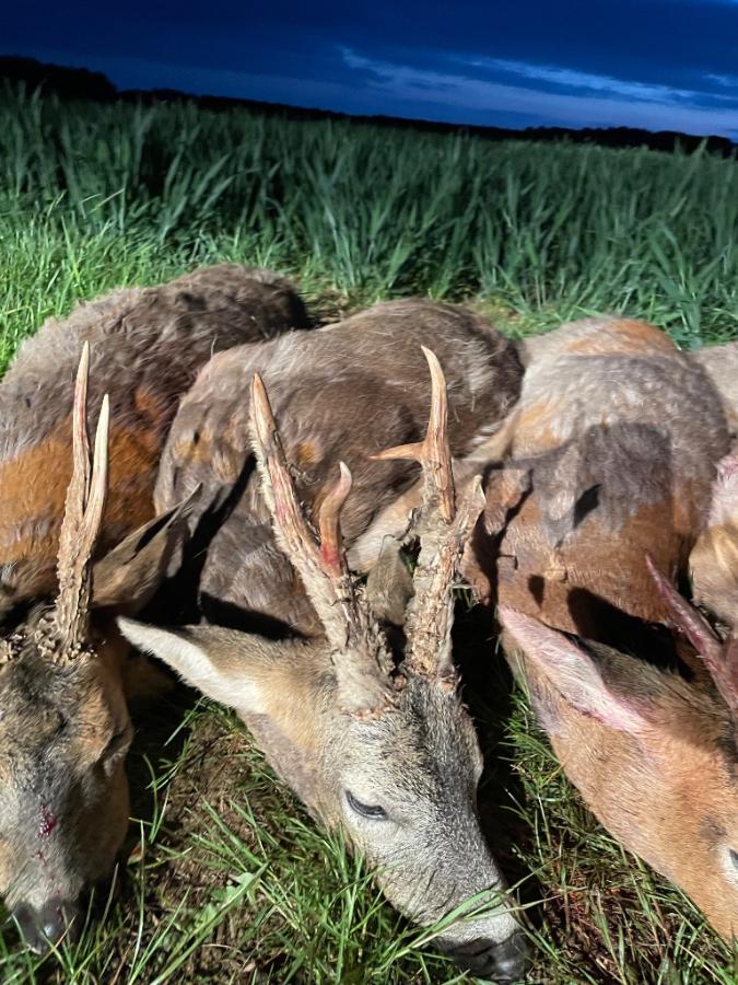 English Roe Buck Stalking