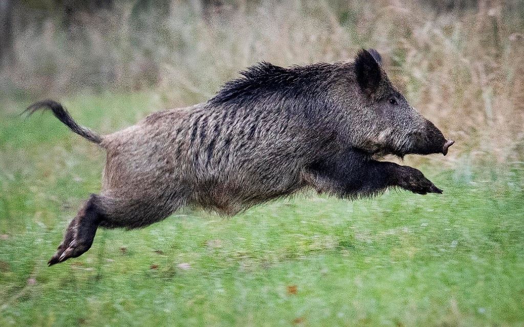 Driven Wild Boar