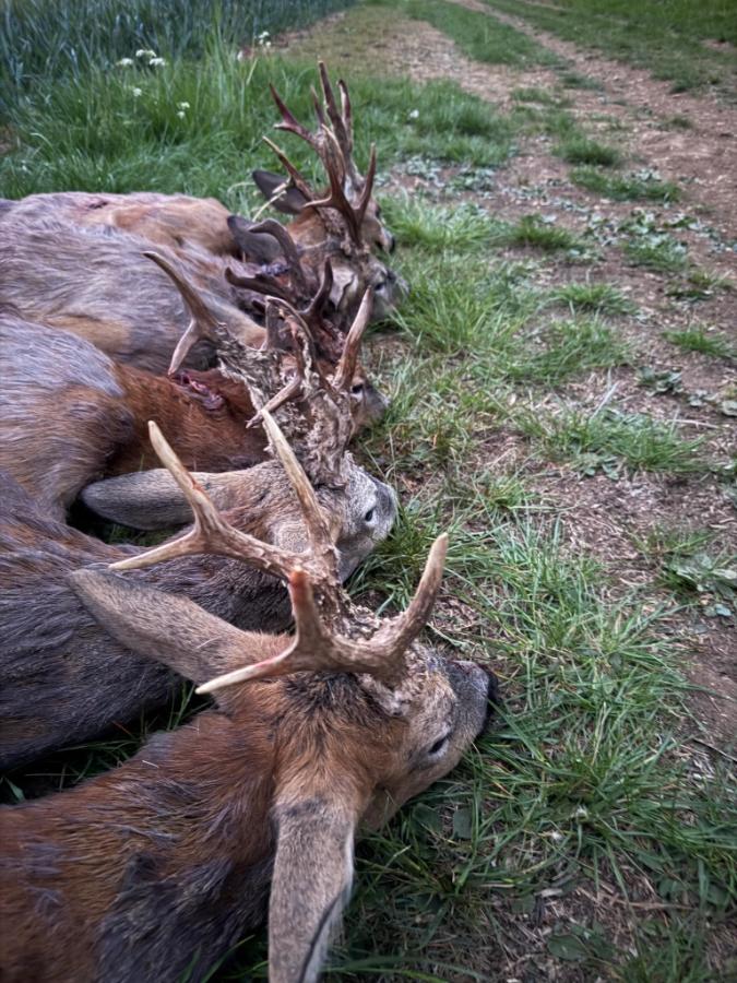 English Roe Buck Stalking
