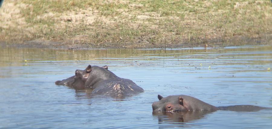 Okavango Delta Hippos